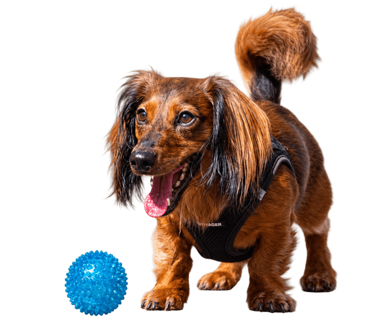 Marvin with a ball, ready for the next adventure