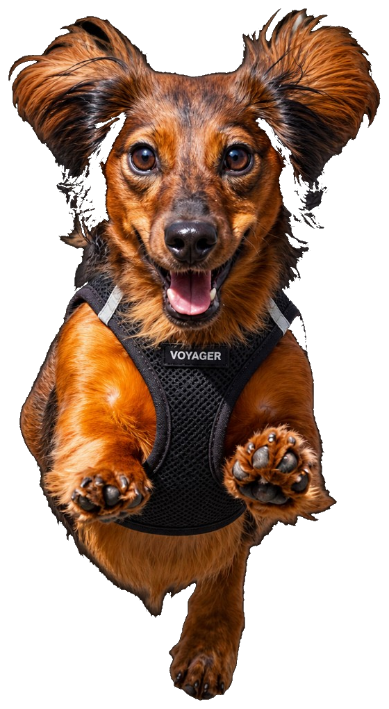 Marvin mid-air leap toward the camera in a Voyager harness